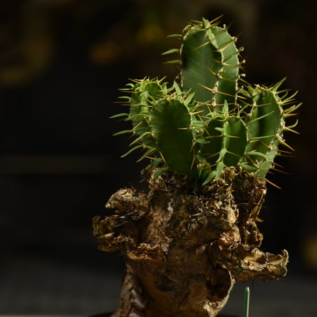 Euphorbia mlanjeana　ユーフォルビア ムランジーナ 発根済現地株 I38
