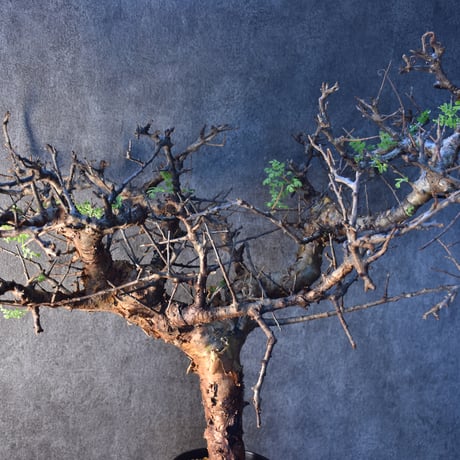 Commiphora pinnate leaves　コミフォラ ピンネイトリーブス　発根済現地株　#3