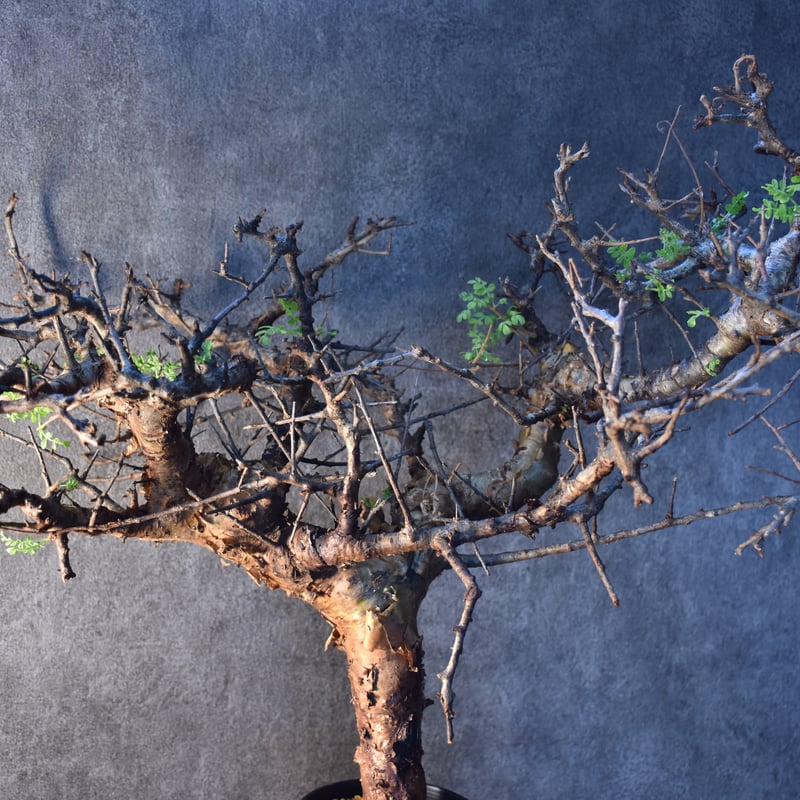 高*田様 PL13 コミフォラ ピンネイトリーブス 希少 現地株 下処理済み 高*田様 PL13 コミフォラ ピンネイトリーブス 希少 現地株 下処理済み