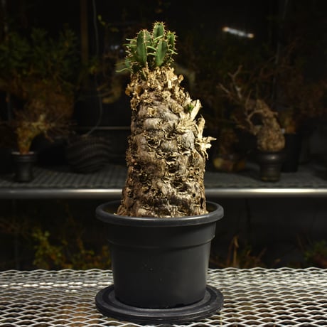 Euphorbia mlanjeana　ユーフォルビア ムランジーナ 発根済現地株 I42