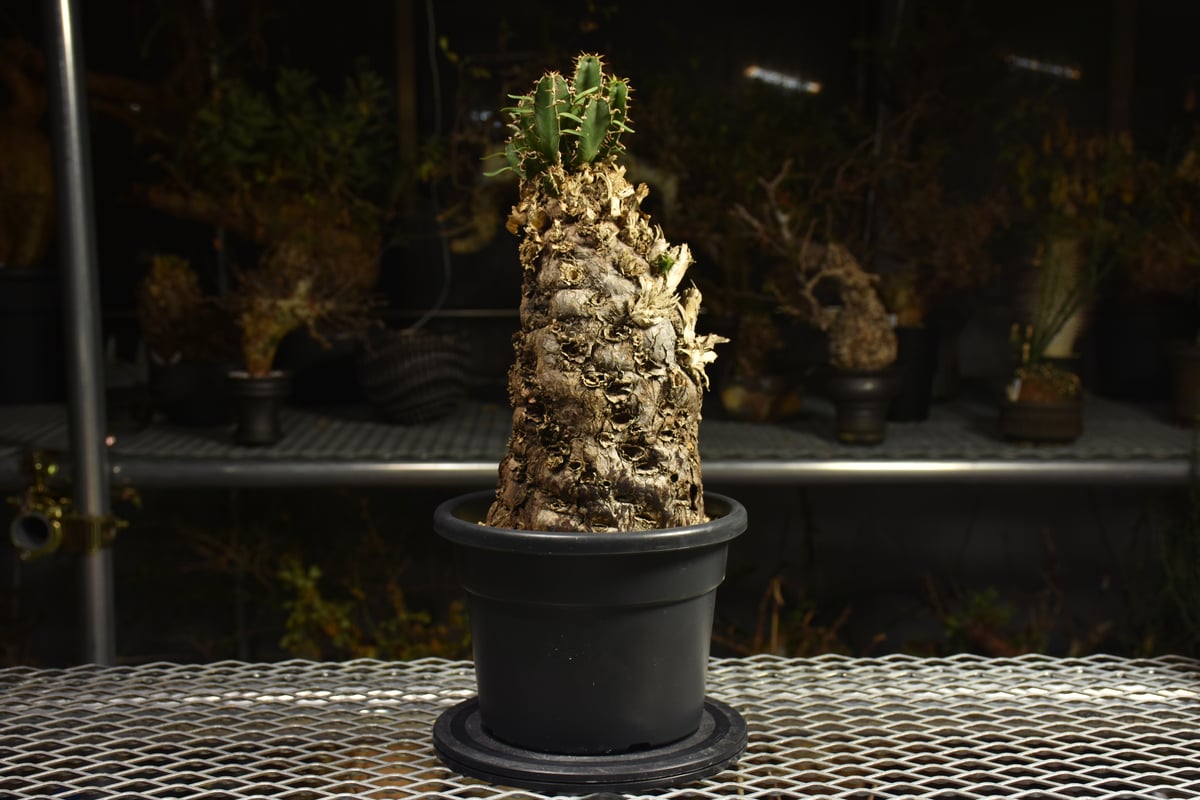 Euphorbia mlanjeana ユーフォルビア ムランジーナ 発根済現地株 I42 |