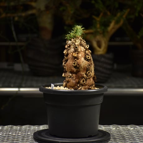 Euphorbia mlanjeana　ユーフォルビア ムランジーナ 発根済現地株 E60
