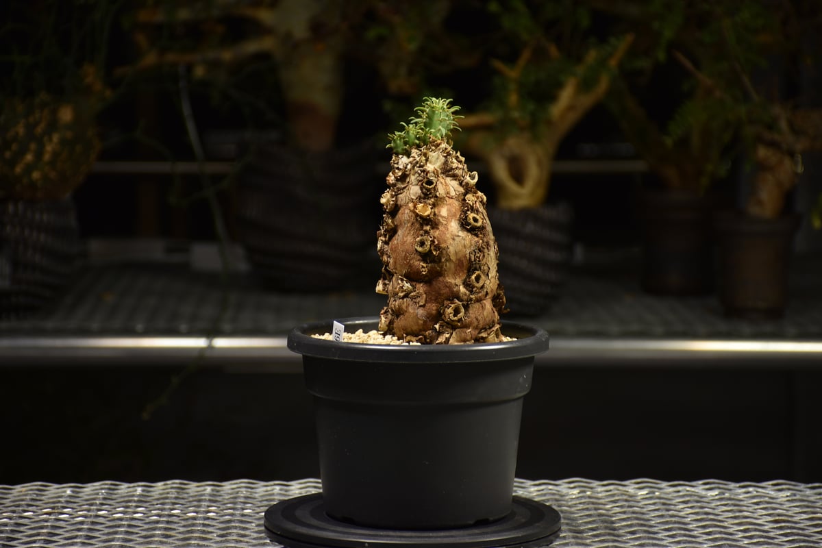 Euphorbia mlanjeana ユーフォルビア ムランジーナ 発根済現地株 E60 |