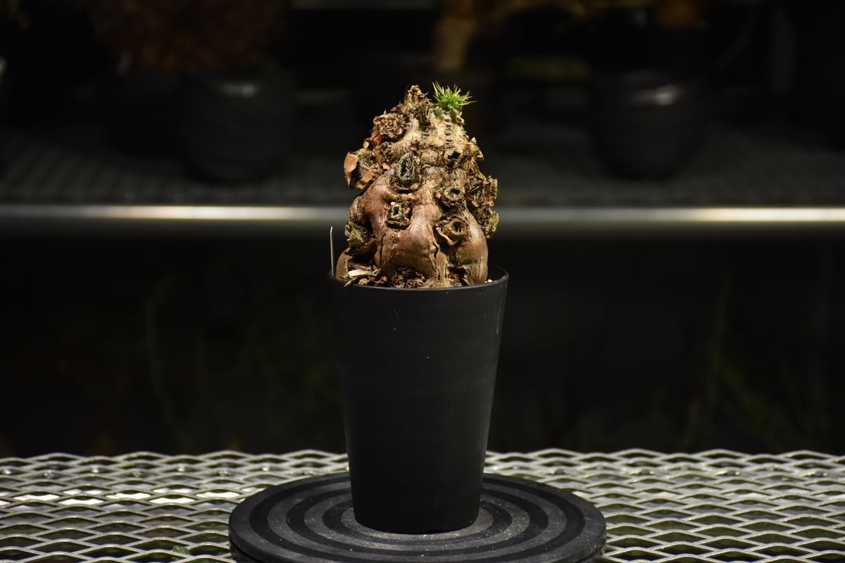 Euphorbia mlanjeana ユーフォルビア ムランジーナ 発根済現地株 I33 |