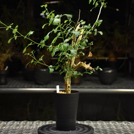 Commiphora campestris コミフォラ カンペストリス 発根済現地株 H1