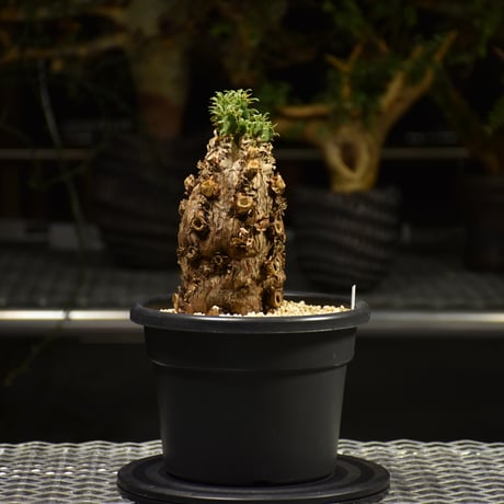 Euphorbia mlanjeana　ユーフォルビア ムランジーナ 発根済現地株 E60