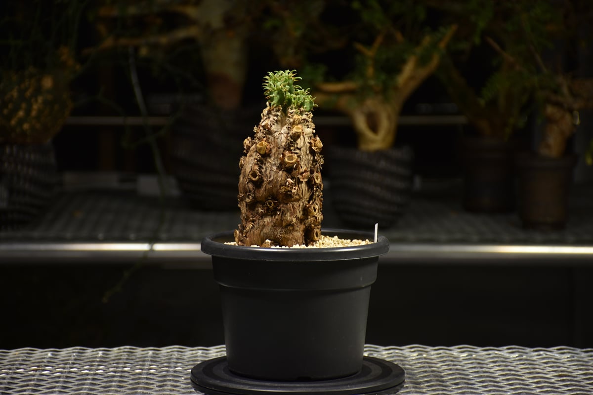 Euphorbia mlanjeana ユーフォルビア ムランジーナ 発根済現地株 E60 |