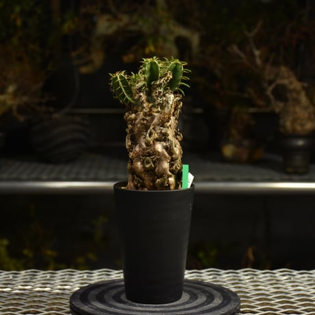 Euphorbia mlanjeana　ユーフォルビア ムランジーナ 発根済現地株 I41