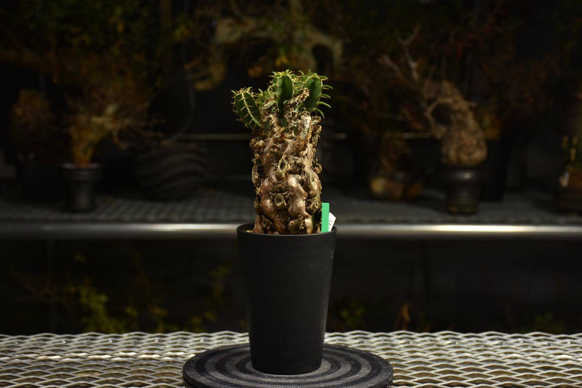 Euphorbia mlanjeana ユーフォルビア ムランジーナ 発根済現地株 I41 |