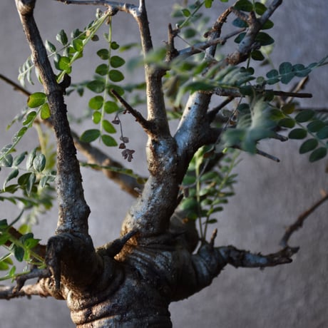Boswellia neglecta　ボスウェリア ネグレクタ　発根済現地株　#2
