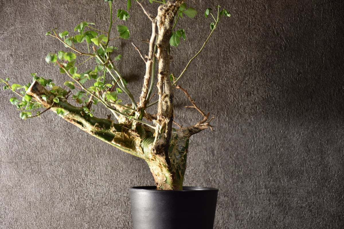 Commiphora campestris var. campestris コミフォラ カンペ