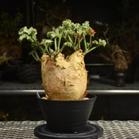 Cyphostemma uter var. macropus　キフォステンマ ウター マクロプス 発根済現地株 I21