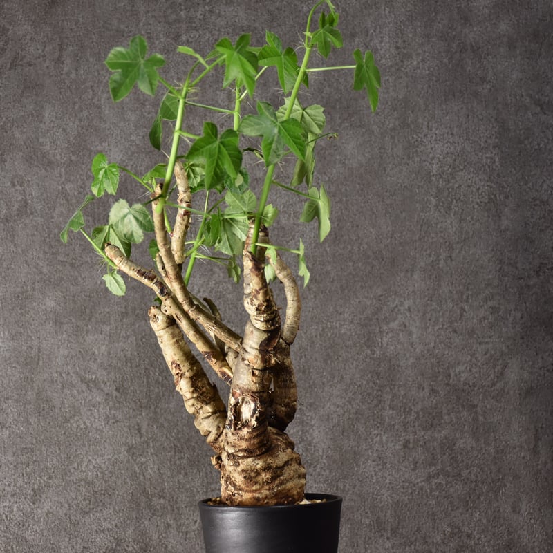 Jatropha spicata ヤトロファ スピカータ 発根済現地株 #9 | BONDEX