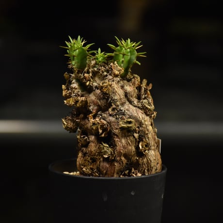 Euphorbia mlanjeana　ユーフォルビア ムランジーナ 発根済現地株 I34