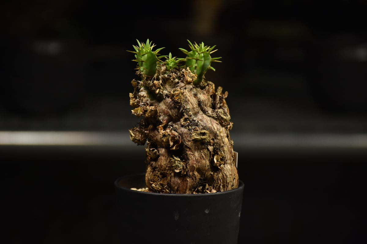 Euphorbia mlanjeana ユーフォルビア ムランジーナ 発根済現地株 I34 |