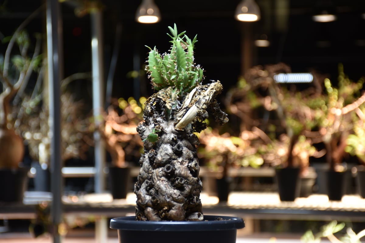 Euphorbia mlanjeana ユーフォルビア ムランジーナ 発根済現地株 #12 |