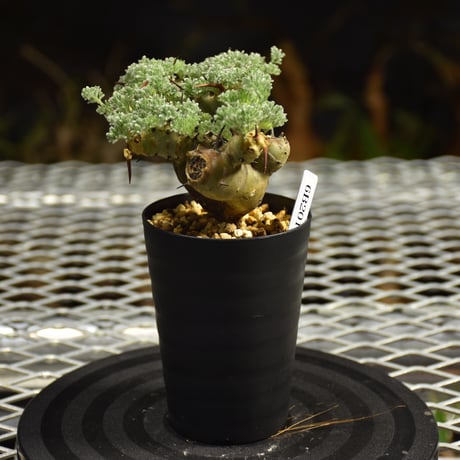 Monsonia herrei　モンソニア ヘレー　発根済現地株 6Bb10