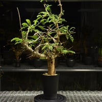 Monsonia multifida モンソニア ムルチフィダ 実生株 #1 | BONDEX