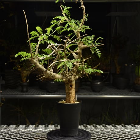 Boswellia neglecta　ボスウェリア ネグレクタ　発根済現地株　H14