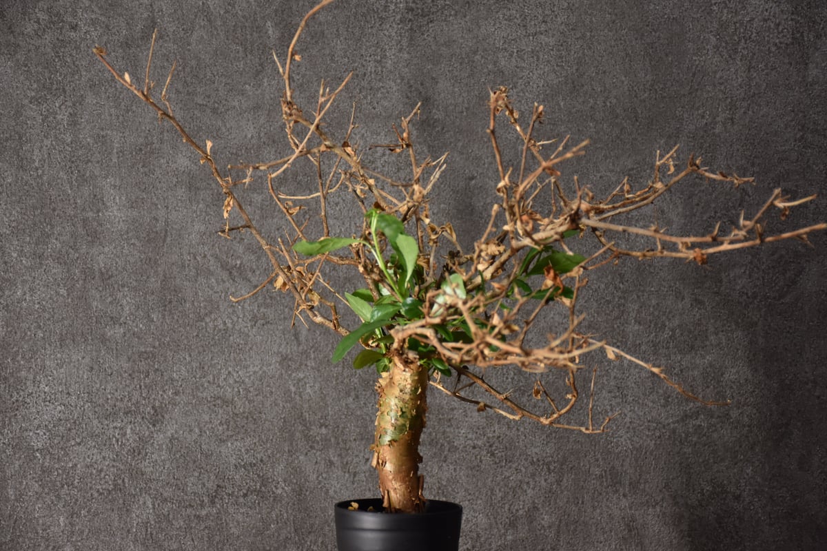 Commiphora habessinica コミフォラ ハベシニカ 発根済現地株 #3 |