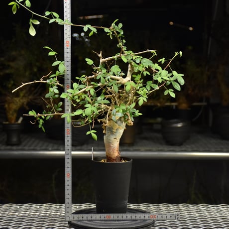 Commiphora holtziana コミフォラ ホルトジアナ 発根済現地株 H20