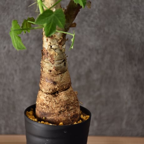 Jatropha spicata ヤトロファ スピカータ 発根済現地株 #5