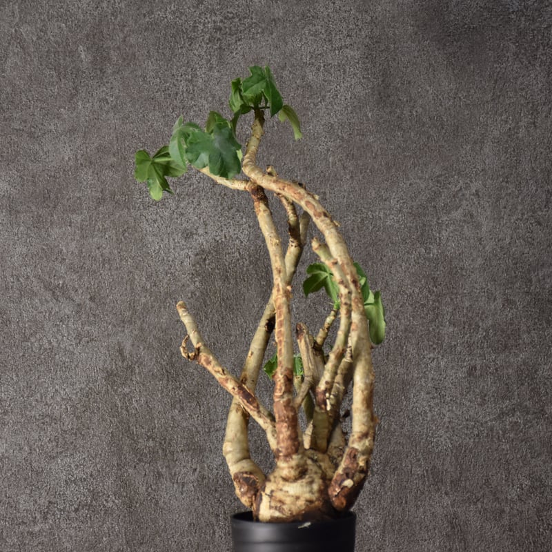 Jatropha spicata ヤトロファ スピカータ 発根済現地株 #4 | BONDEX