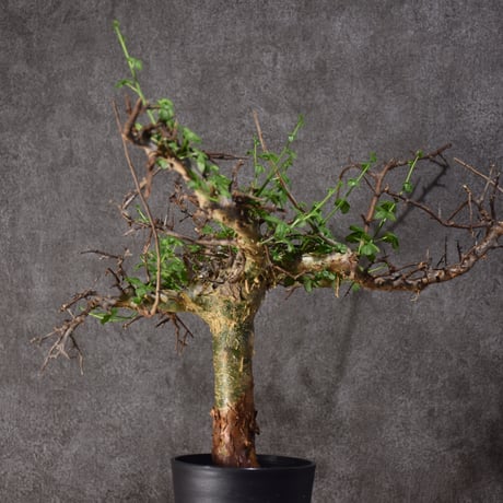 Commiphora cyclophira コミフォラ シクロフィラ 発根済現地株 #3