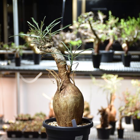 Adenium Somalense アデニウム ソマレンセ 発根済現地株 #4
