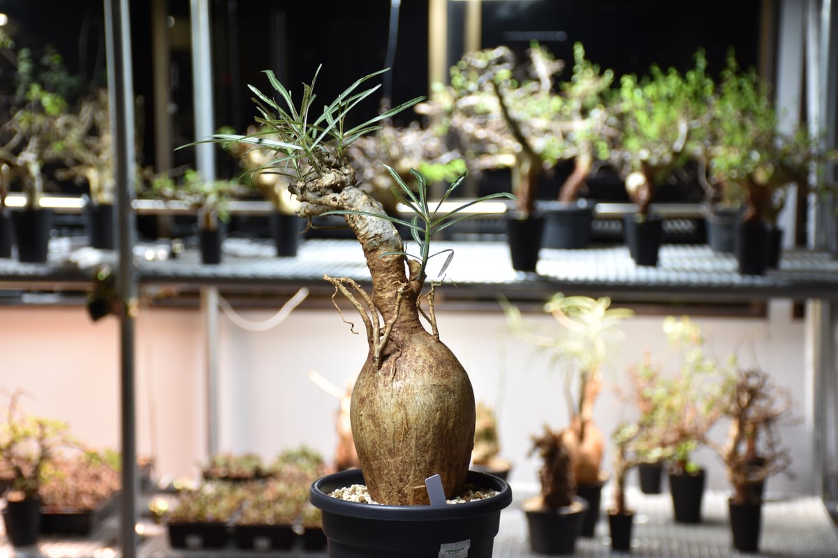 ●【本日特価】現地球 大株 赤肌 アデニウム ソマレンセ ○【本日特価】現地球 大株 赤肌 アデニウム ソマレンセ コーデックス