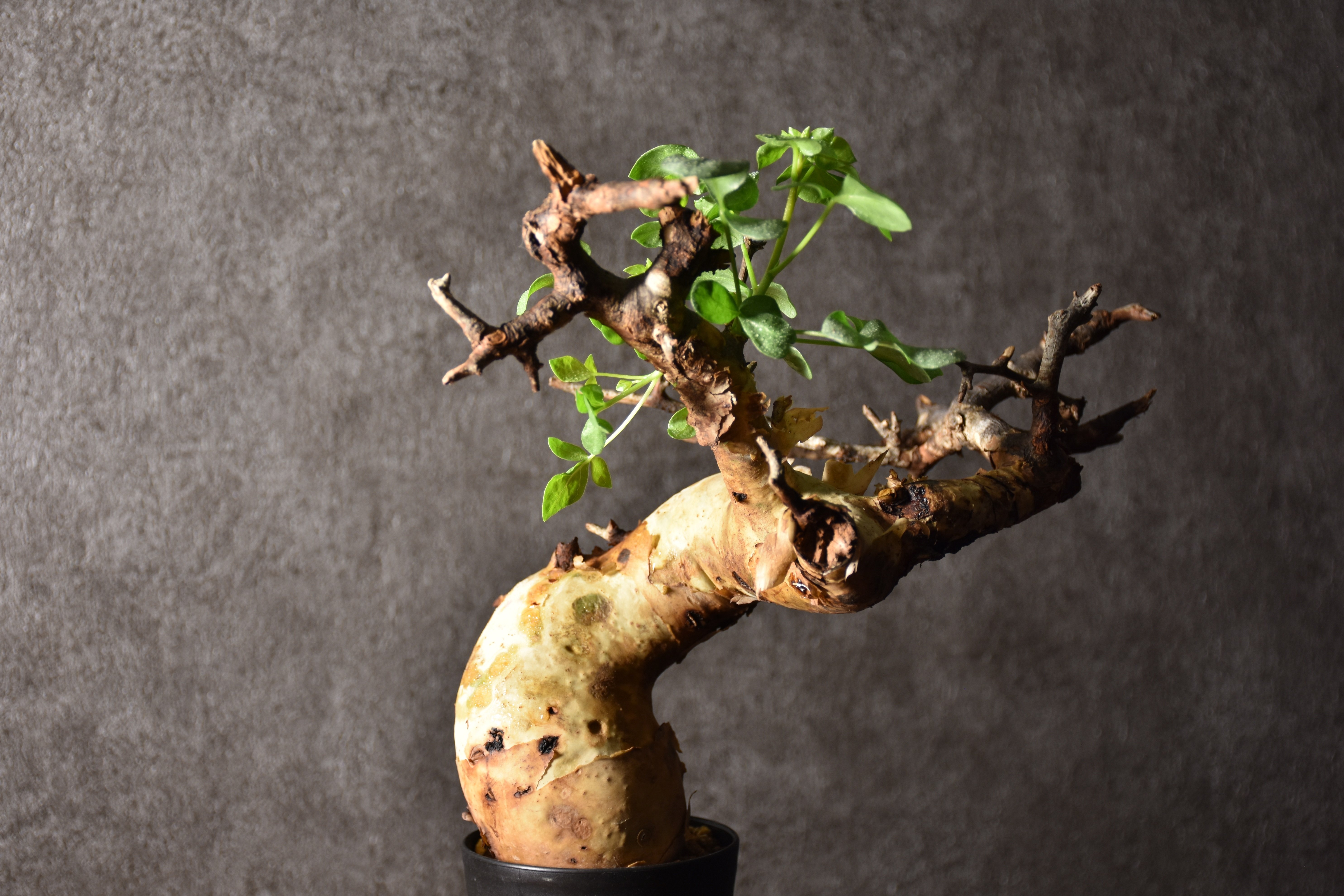 Commiphora kataf pure コミフォラ ピュアカタフ 発根済現地株 4 ソマリ