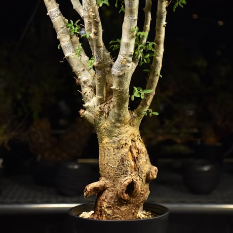 Commiphora humbertii コミフォラ フンベルティ 発根済現地株 I9 送料着払にて発送