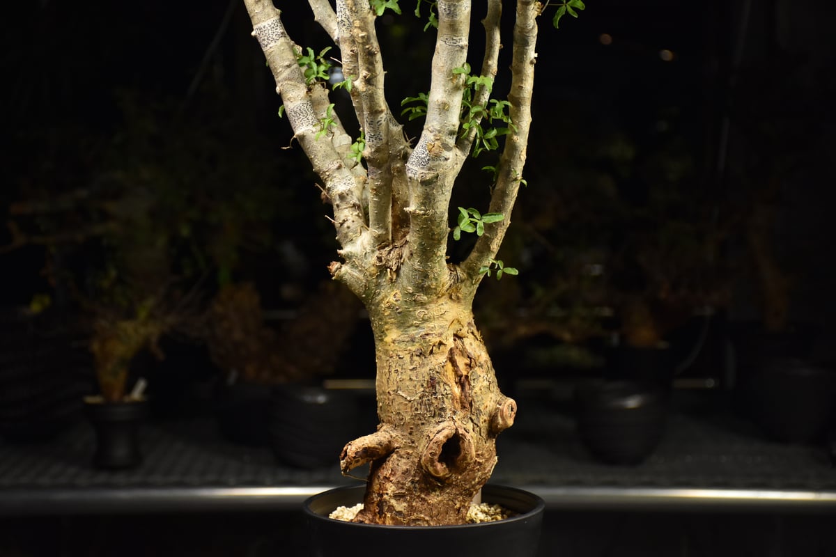 Commiphora humbertii コミフォラ フンベルティ 発根済現地株 I9 送料着