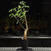 Commiphora holtziana コミフォラ ホルトジアナ 発根済現地株 H26
