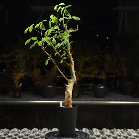 コミフォラホルトジアナ　現地株 Commiphora holtziana コミフォラ ホルトジアナ 発根済現地株