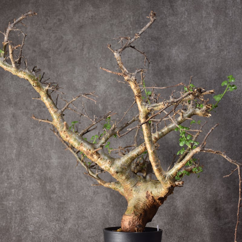 ま*ぁ様 特大 コミフォラ シクロフィラ Commiphora Cyclophy Commiphora Cyclophylla」 From Somalia🇸🇴 Before→After 流通