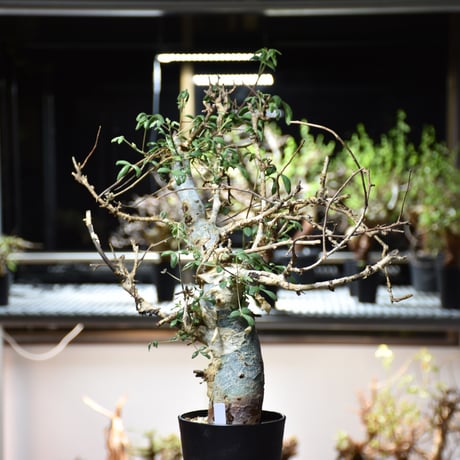 Commiphora holtziana コミフォラ ホルトジアナ 発根済現地株 #10