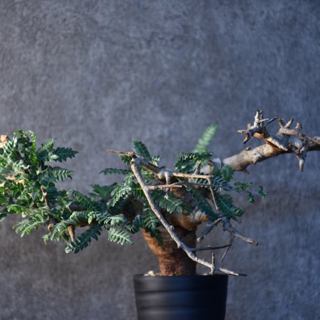 Boswellia neglecta　ボスウェリア ネグレクタ　発根済現地株　#3