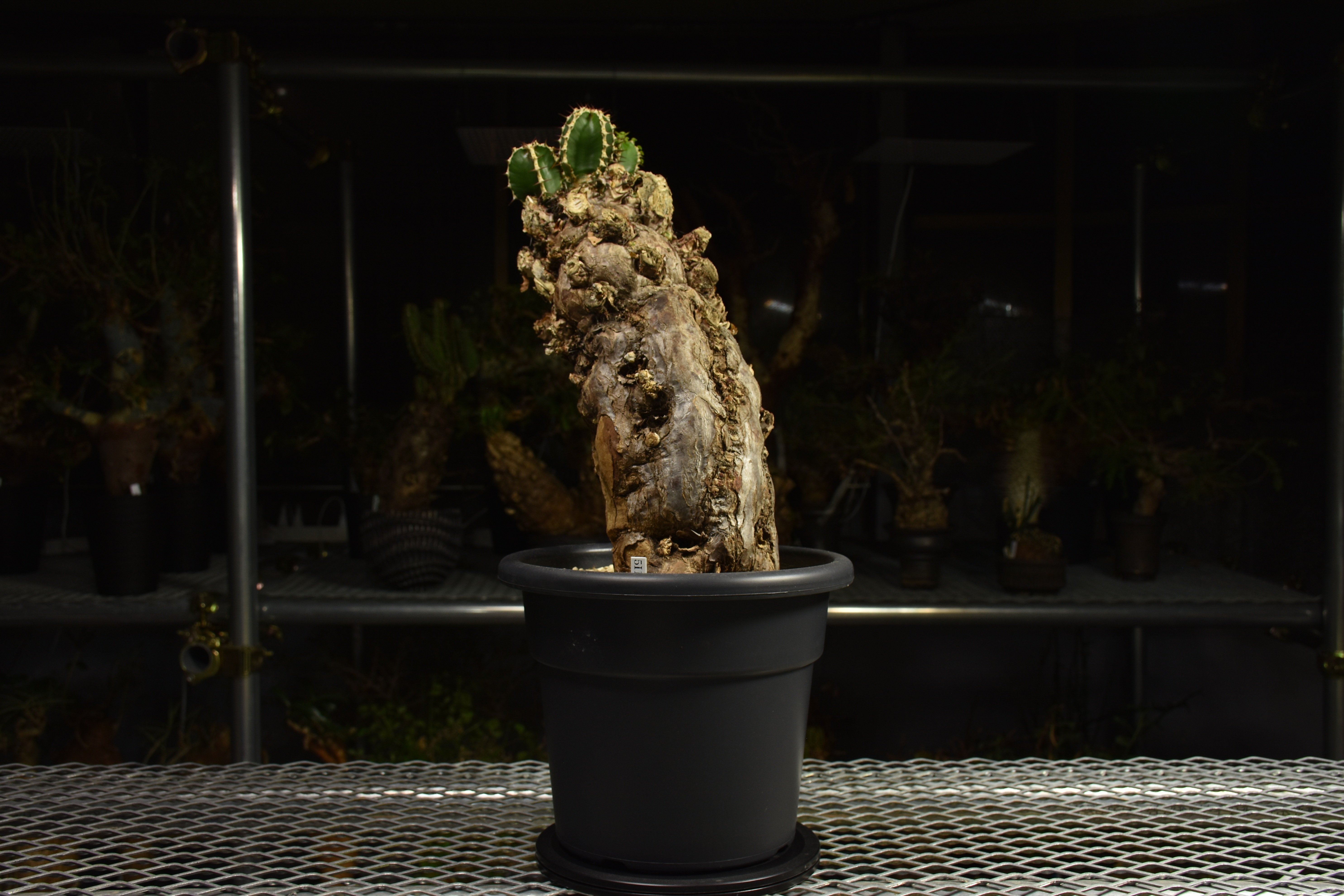 Euphorbia mlanjeana ユーフォルビア ムランジーナ 発根済現地株 I84 |