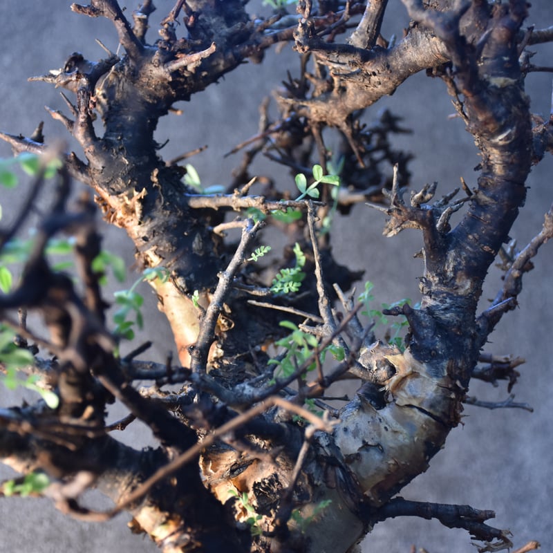 Commiphora pinnate leaves コミフォラ ピンネイトリーブス 発根済現地