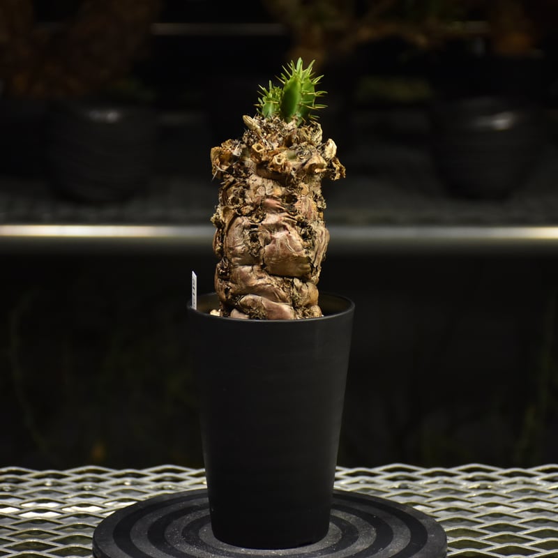 Euphorbia mlanjeana ユーフォルビア ムランジーナ 発根済現地株 I39 |