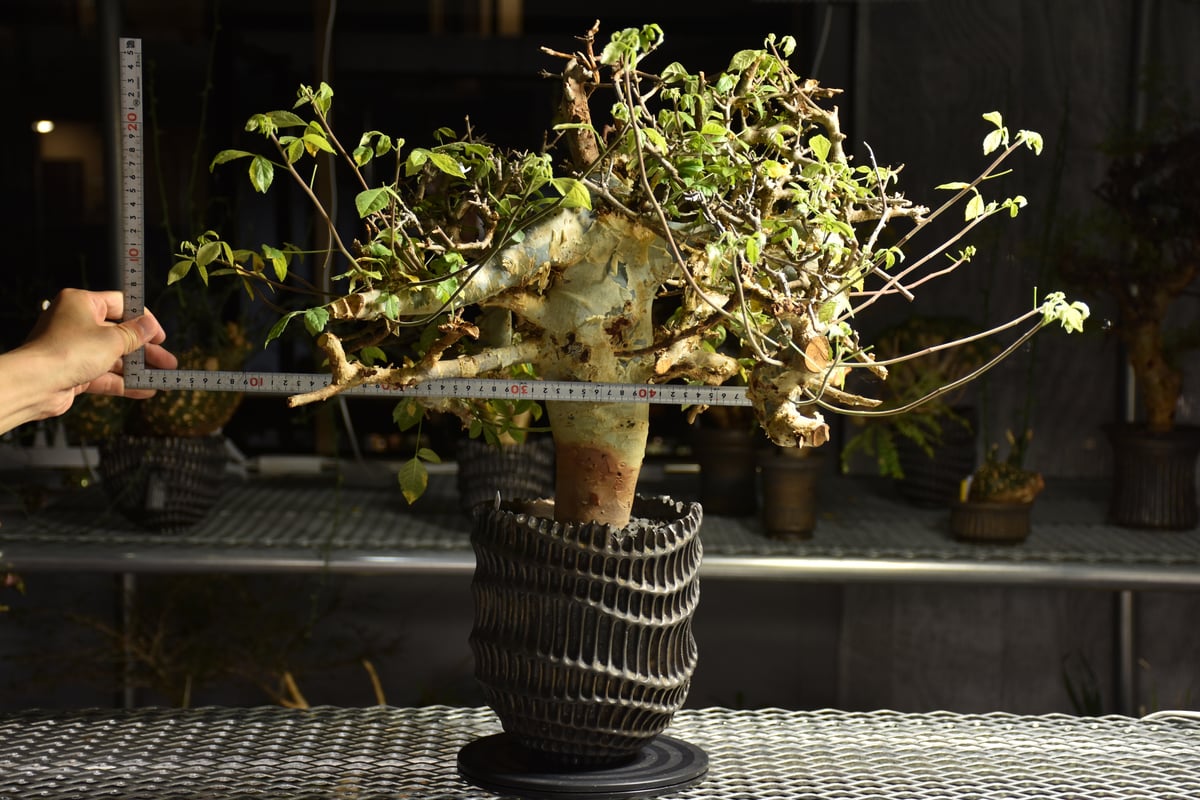 b*y様 コミフォラ クア 未発根 b*y様 コミフォラ クア 未発根 b*y様