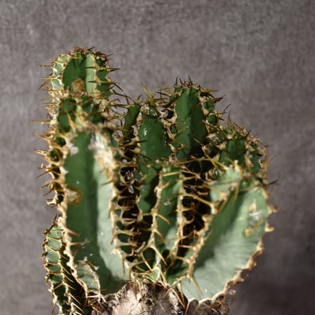 Euphorbia mlanjeana　ユーフォルビア ムランジーナ 発根済現地株 #3