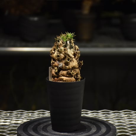 Euphorbia mlanjeana　ユーフォルビア ムランジーナ 発根済現地株 I31