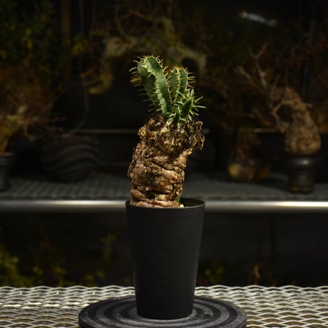 Euphorbia mlanjeana　ユーフォルビア ムランジーナ 発根済現地株 I39