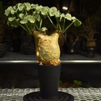 Cyphostemma uter var. macropus　キフォステンマ ウター マクロプス 発根済現地株 I58