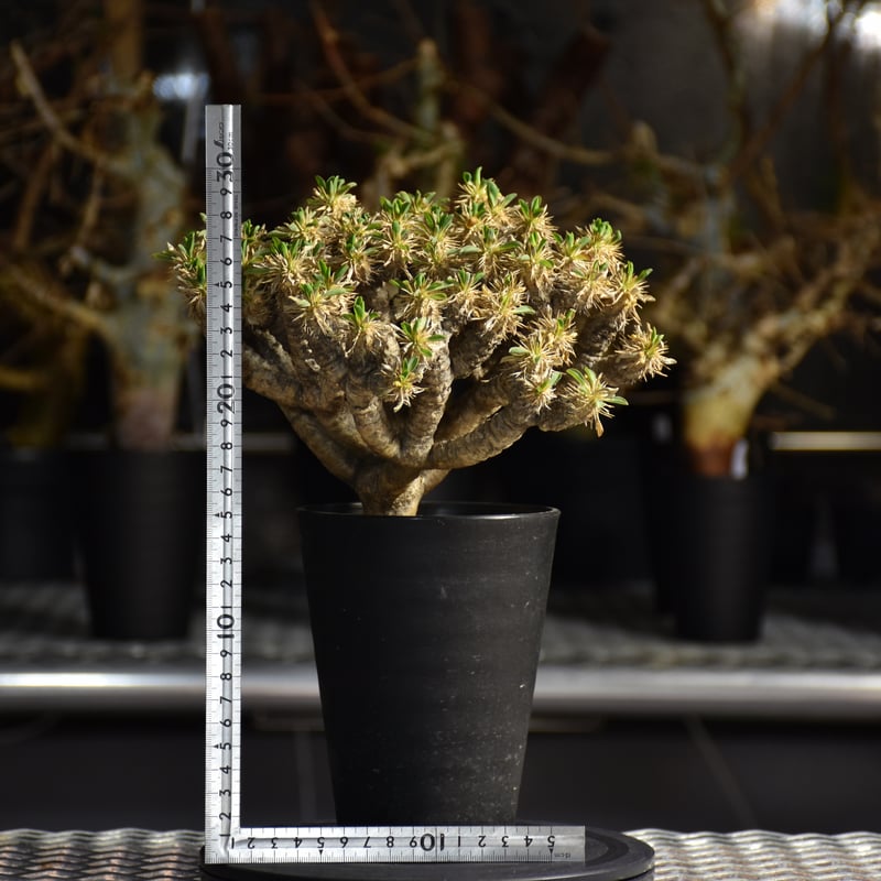 Euphorbia guillauminiana ユーフォルビア ギラウミニアナ 発根