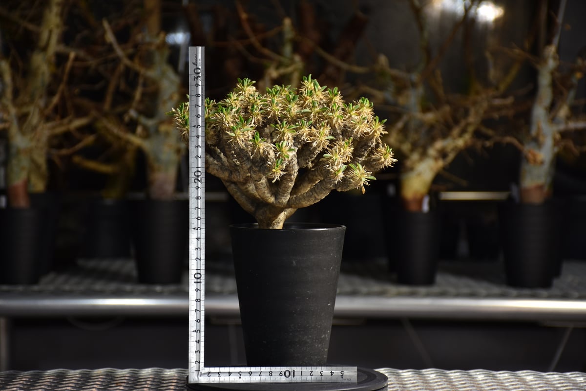 Euphorbia guillauminiana ユーフォルビア ギラウミニアナ 発根済現地株