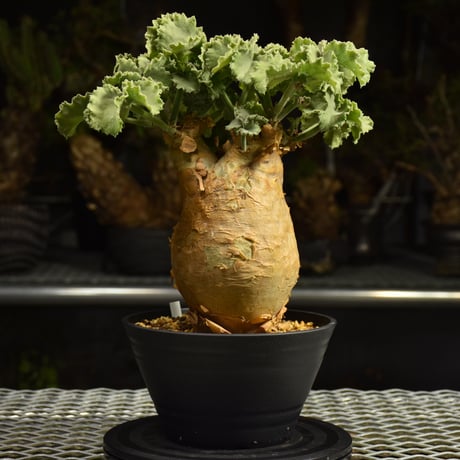 Cyphostemma uter var. macropus　キフォステンマ ウター マクロプス 発根済現地株 I55