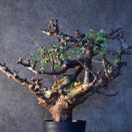 Commiphora pinnate leaves　コミフォラ ピンネイトリーブス　発根済現地株　#1